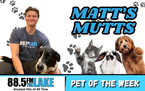 Matt's Mutts - Blue