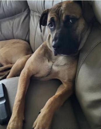 Lily1 500x500
